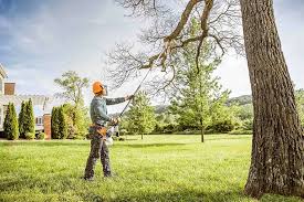 Best Tree Maintenance Programs  in Pelican Bay, TX