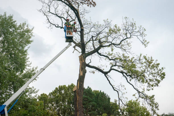 Trusted Pelican Bay, TX Tree Care Experts