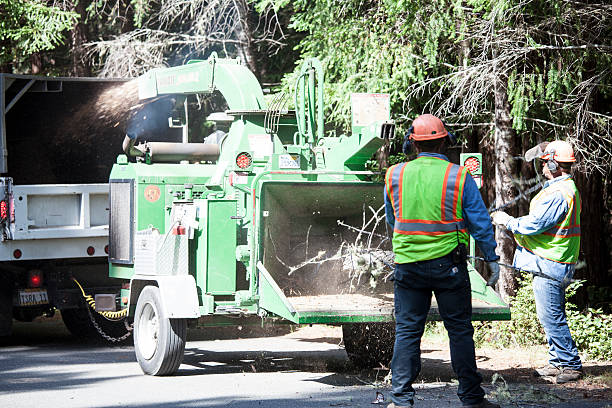 How Our Tree Care Process Works  in  Pelican Bay, TX