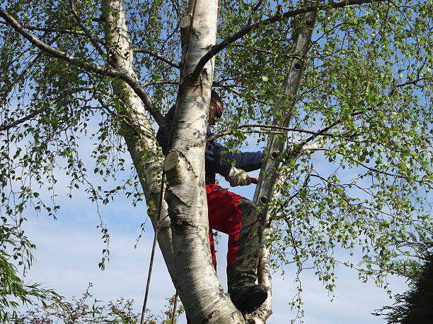 Best Firewood Processing and Delivery  in Pelican Bay, TX